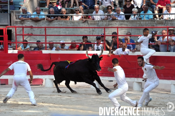 Courses Camarguaises