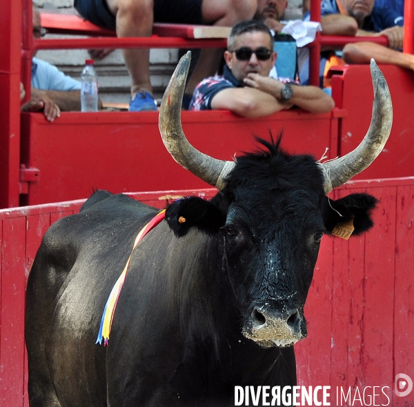 Courses Camarguaises
