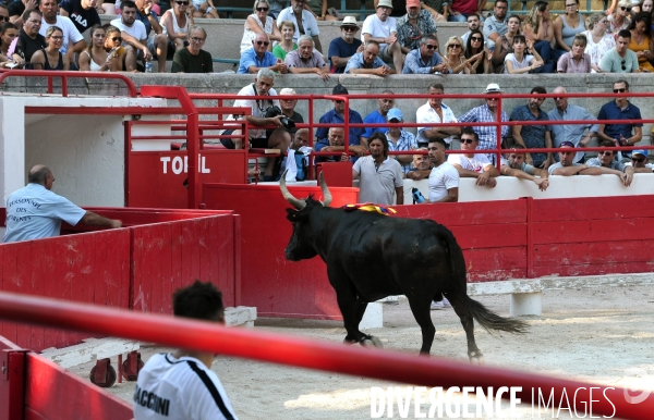 Courses Camarguaises