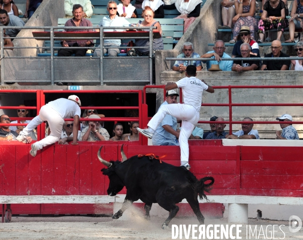 Courses Camarguaises