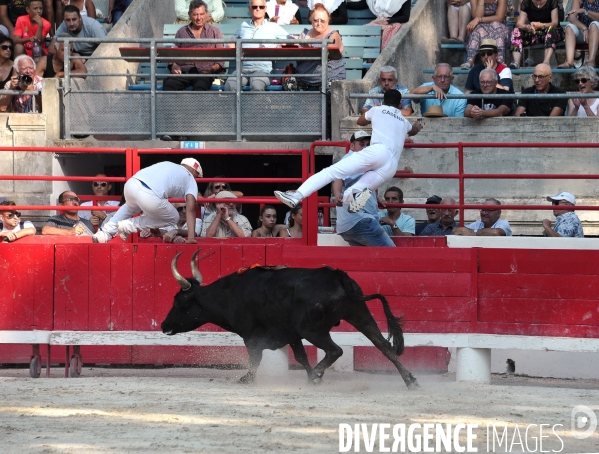 Courses Camarguaises