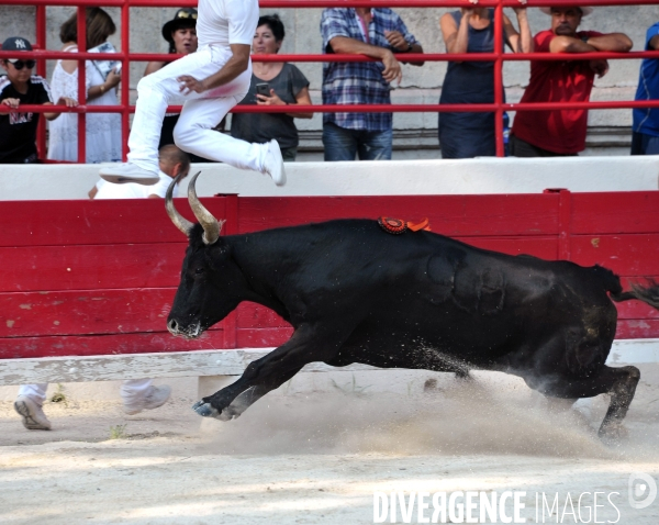 Courses Camarguaises