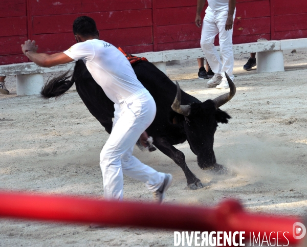 Courses Camarguaises