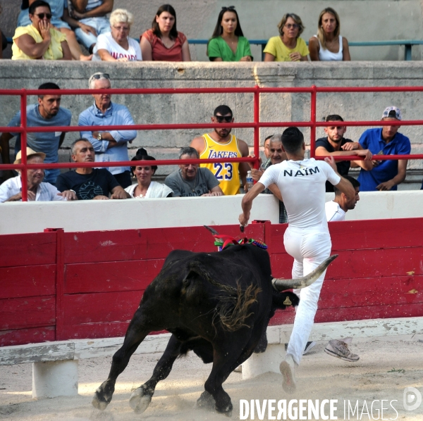 Courses Camarguaises