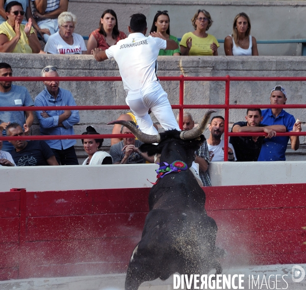 Courses Camarguaises