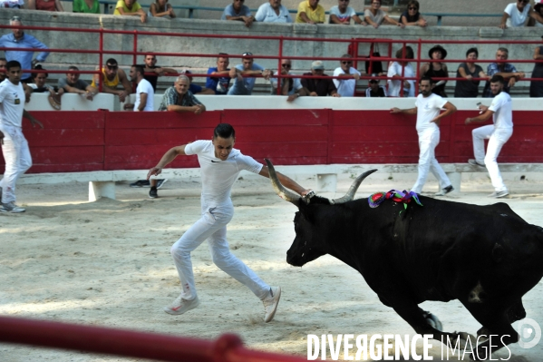 Courses Camarguaises