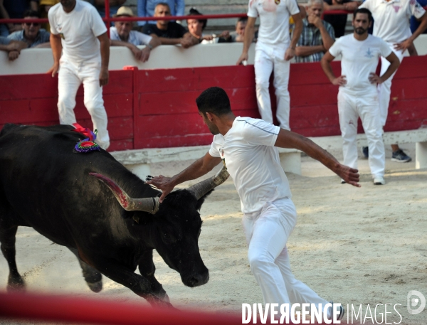 Courses Camarguaises