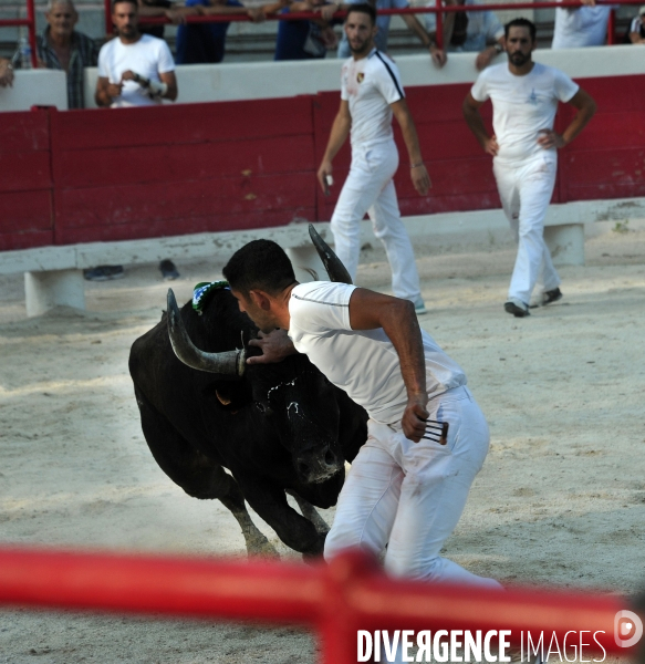 Courses Camarguaises