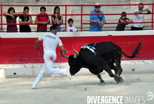 Courses Camarguaises