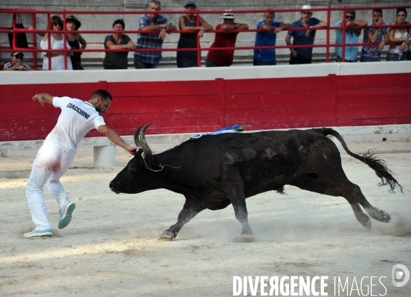 Courses Camarguaises