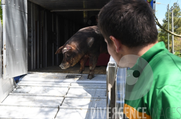 Au jour le jour avec Vincent, jeune agriculteur, eleveur de porc bio en plein air 2/ Reception du verrat