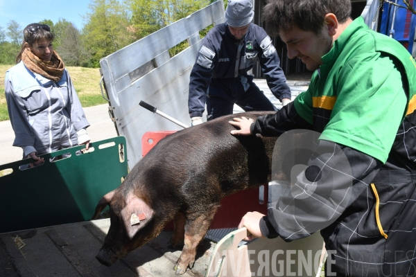 Au jour le jour avec Vincent, jeune agriculteur, eleveur de porc bio en plein air 2/ Reception du verrat