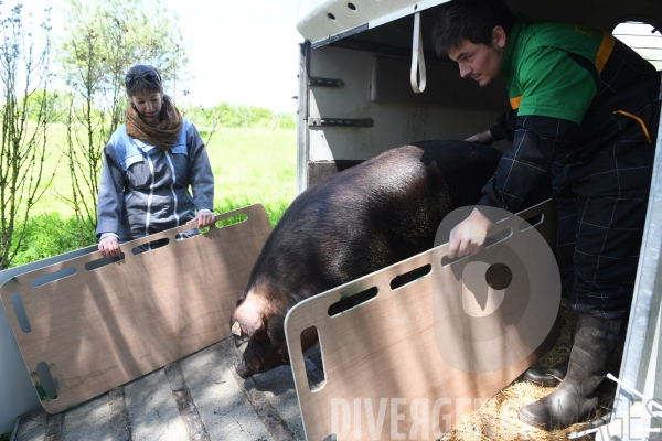 Au jour le jour avec Vincent, jeune agriculteur, eleveur de porc bio en plein air 2/ Reception du verrat