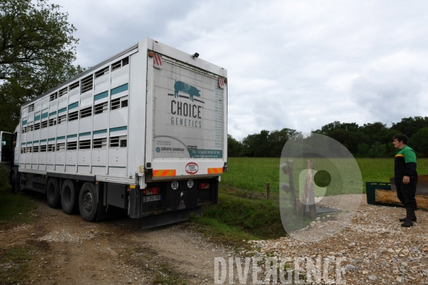 Au jour le jour avec Vincent, jeune agriculteur, eleveur de porc bio en plein air 3/ Reception des truies