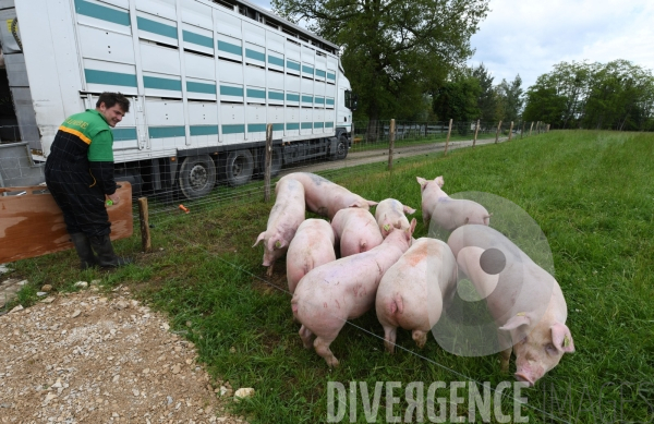 Au jour le jour avec Vincent, jeune agriculteur, eleveur de porc bio en plein air 3/ Reception des truies