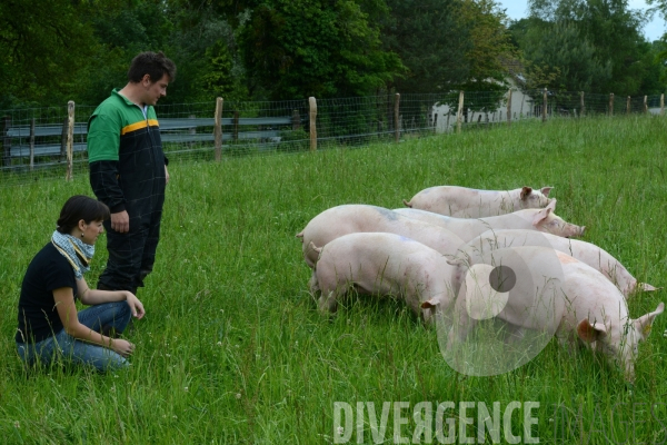 Au jour le jour avec Vincent, jeune agriculteur, eleveur de porc bio en plein air 3/ Reception des truies