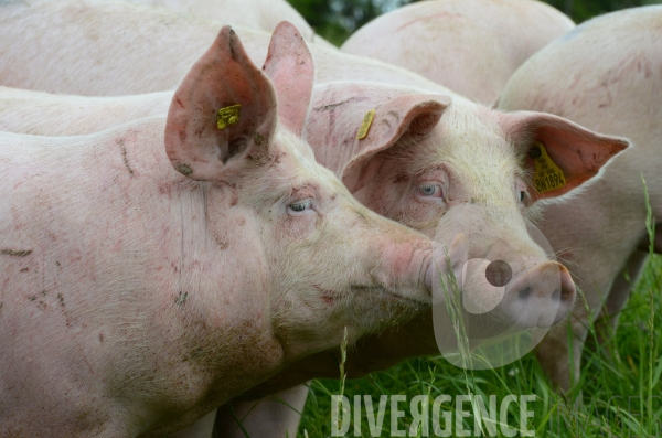 Au jour le jour avec Vincent, jeune agriculteur, eleveur de porc bio en plein air 3/ Reception des truies