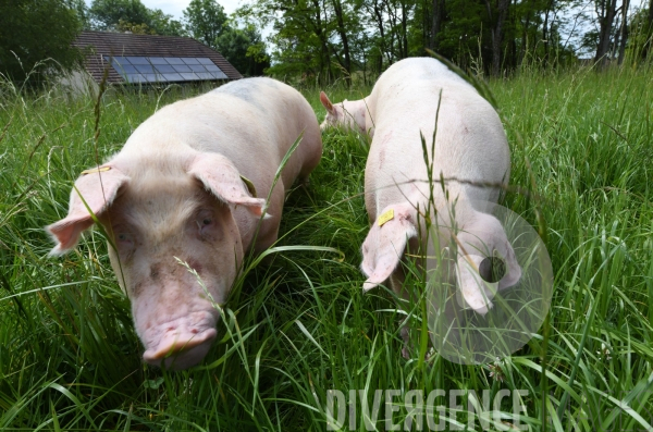 Au jour le jour avec Vincent, jeune agriculteur, eleveur de porc bio en plein air 3/ Reception des truies