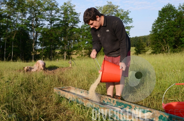 Au jour le jour avec Vincent, jeune agriculteur, eleveur de porc bio en plein air 4/ Premiers jours : Alimentation et bauges