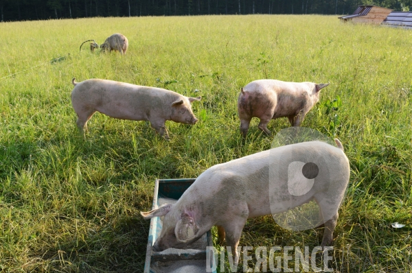 Au jour le jour avec Vincent, jeune agriculteur, eleveur de porc bio en plein air 4/ Premiers jours : Alimentation et bauges