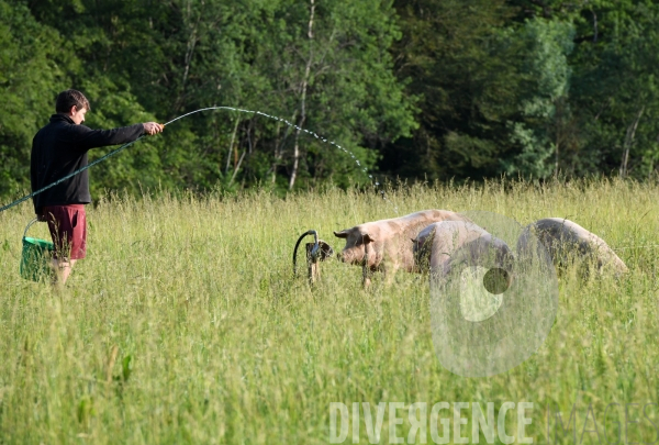 Au jour le jour avec Vincent, jeune agriculteur, eleveur de porc bio en plein air 4/ Premiers jours : Alimentation et bauges