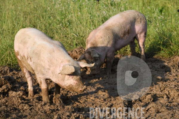 Au jour le jour avec Vincent, jeune agriculteur, eleveur de porc bio en plein air 4/ Premiers jours : Alimentation et bauges