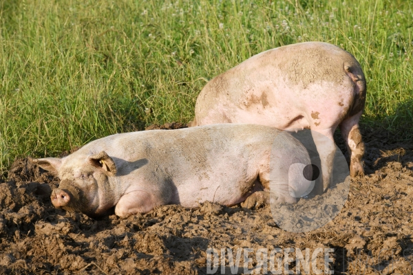 Au jour le jour avec Vincent, jeune agriculteur, eleveur de porc bio en plein air 4/ Premiers jours : Alimentation et bauges