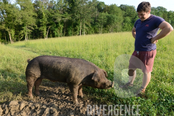 Au jour le jour avec Vincent, jeune agriculteur, eleveur de porc bio en plein air 4/ Premiers jours : Alimentation et bauges