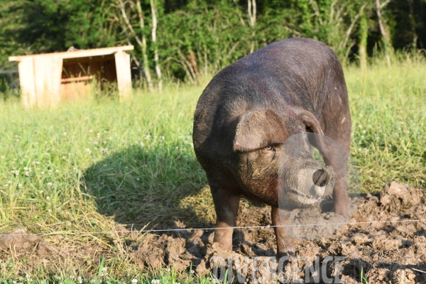Au jour le jour avec Vincent, jeune agriculteur, eleveur de porc bio en plein air 4/ Premiers jours : Alimentation et bauges
