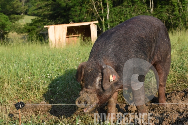 Au jour le jour avec Vincent, jeune agriculteur, eleveur de porc bio en plein air 4/ Premiers jours : Alimentation et bauges