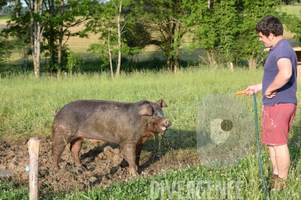 Au jour le jour avec Vincent, jeune agriculteur, eleveur de porc bio en plein air 4/ Premiers jours : Alimentation et bauges