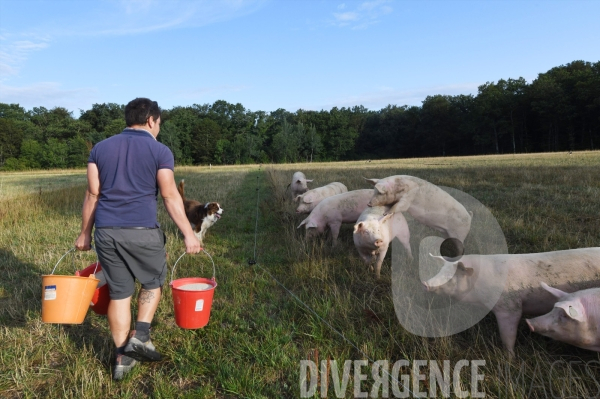 Au jour le jour avec Vincent, jeune agriculteur, eleveur de porcs bio en plein air 5/ Distribution alimentation