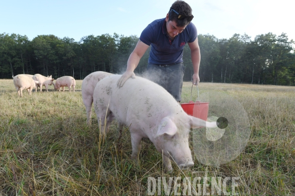Au jour le jour avec Vincent, jeune agriculteur, eleveur de porcs bio en plein air 5/ Distribution alimentation
