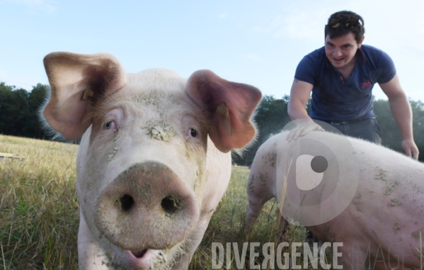 Au jour le jour avec Vincent, jeune agriculteur, eleveur de porcs bio en plein air 5/ Distribution alimentation