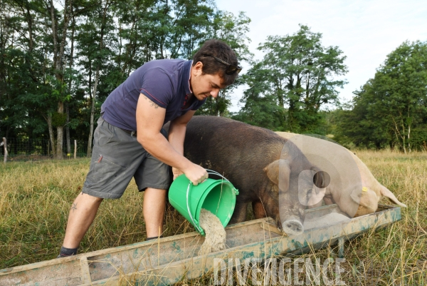 Au jour le jour avec Vincent, jeune agriculteur, eleveur de porcs bio en plein air 5/ Distribution alimentation