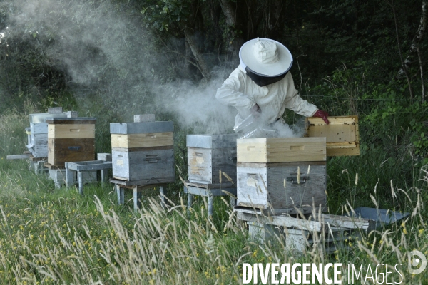 Apiculteur et ses ruches. Beekeeper and hives