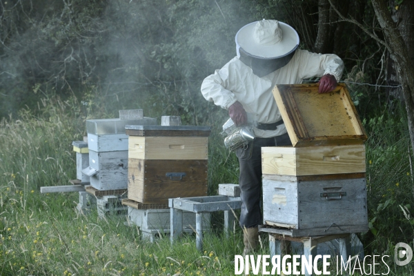 Apiculteur et ses ruches. Beekeeper and hives