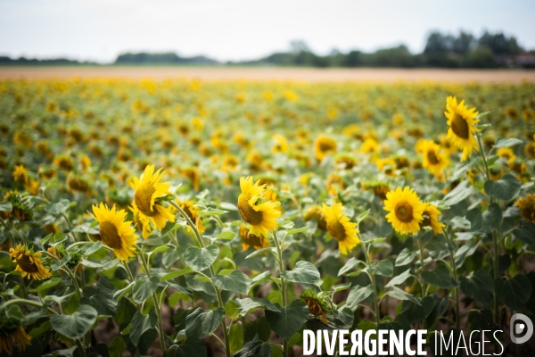 Tournesols
