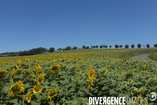 Champs de tournesols dans le Gers