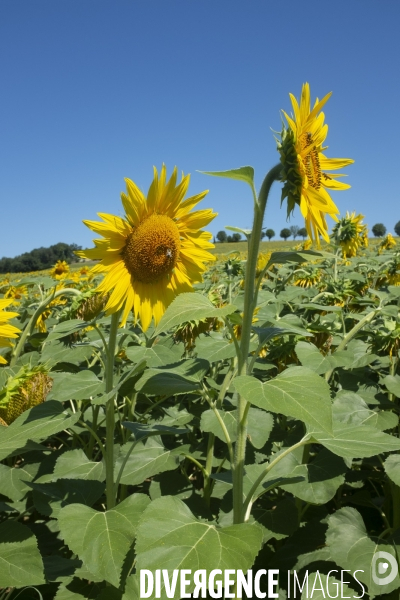 Champs de tournesols dans le Gers