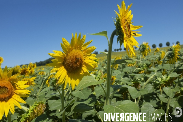 Champs de tournesols dans le Gers