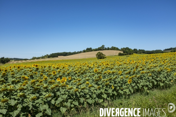 Champs de tournesols dans le Gers