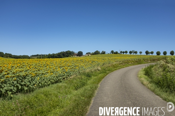 Champs de tournesols dans le Gers