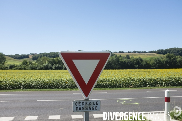 Champs de tournesols dans le Gers