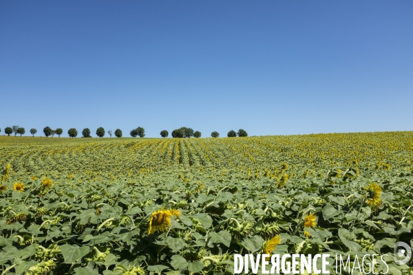 Champs de tournesols dans le Gers