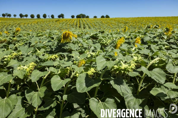 Champs de tournesols dans le Gers