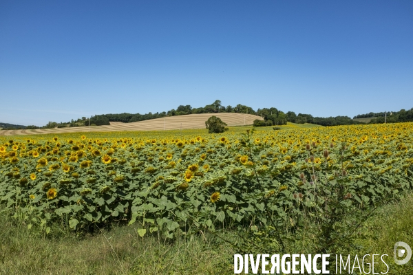 Champs de tournesols dans le Gers