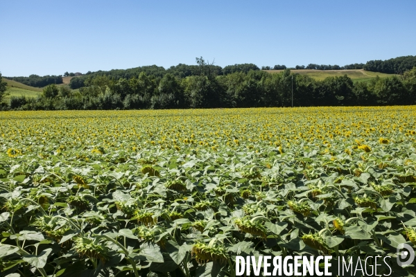 Champs de tournesols dans le Gers