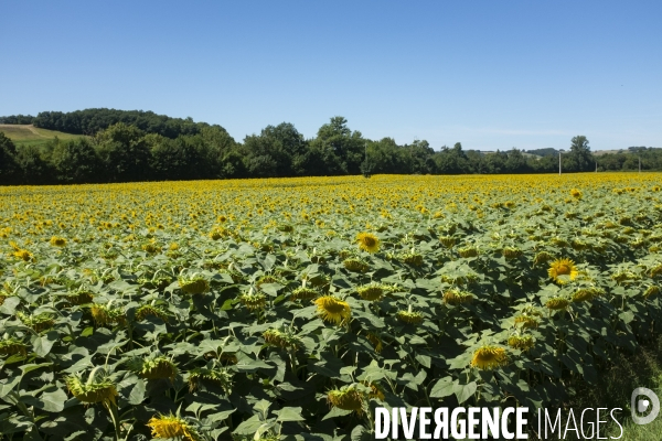 Champs de tournesols dans le Gers