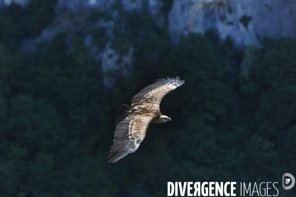 Vautours Percnoptères